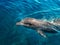 Dolphin in the clear sea water