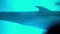 Dolphin close up while swimming in the dolphinarium. Three beautiful animals under water. Animals in captivity. High
