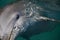 Dolphin closeup