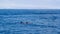 Dolphin couple near Ventura coast, California