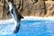 Dolphin dancing in water in Loro Park, Tenerife
