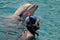 The dolphin and the diver with a mask emerged from the water. scuba diving, swimming with dolphin, snorkeling in sea or pool