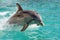dolphin emerging from sparkling turquoise waters