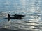 Dolphin encounter in kaikoura New Zealand