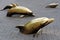 Dolphin family leaping out the asphalt on street of Odesa Ukraine