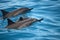 Dolphin Family Swimming off the coast of Port Allen, Kauai, Hawaii