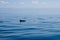 Dolphin fin around blue calm mediterranean sea