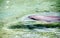 Dolphin floating in the turquoise lagoon, French Polynesia