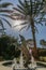 Dolphin fountain with sunlight rays coming through palm trees