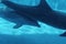 Dolphin in Genova`s aquarius