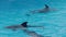 dolphin group swims in the open air dolphinarium pool