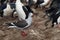 Dolphin Gull on Bleaker Island in the Falkland Islands