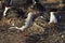 Dolphin Gull - Falkland Islands