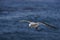 Dolphin Gull in Flight