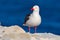 Dolphin gull, Larus scoresbii. Gull in the water.Sand white beach bird, sitting on the stick, with clear blue background, Falkland