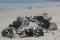 Dolphin Gulls on Bleaker Island in the Falkland Islands