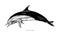 Dolphin hand drawing vintage engraving illustration clipart