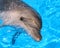 Dolphin Head Picture - Stock Photo