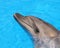 Dolphin Head Picture - Stock Photo