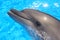 Dolphin Head - Stock Photo