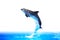 Dolphin High Jump