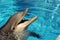 Dolphin in hotel pool