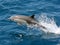 Dolphin Jumping in the Ocean