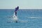 Dolphin jumping out of the Red sea near divers. Snorkeling in Dolphin Reef, Israel