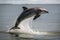 dolphin jumping out of the water in graceful leap