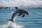 dolphin jumping out of the water in a spectacular show of power and agility