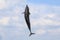 dolphin jumping and performing in a pool