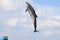 dolphin jumping and performing in a pool