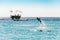 A dolphin jumps out of the water over people, a group of people in the sea swim with a dolphin, Snorkeling  diving in the Red Sea,