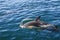 Dolphin in Kaikoura bay, New Zealand