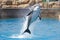 dolphin leaping into the air, mid-flip