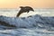 dolphin leaping over ocean waves at sunrise