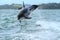 Dolphin leaping playfully in the wake of a boat