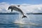 dolphin leaping to catch fish in air