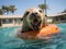 Dolphin lifeguard watching inflatable pool