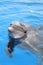 Dolphin looking back & swimming in beautiful blue sea, Puerto Vallarta, Mexico