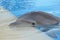 Dolphin, mammal, vertebrate, marine mammal, whales dolphins and porpoises, marine biology, common bottlenose dolphin