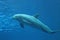 dolphin mammals on display at the Genoa aquarium-