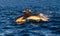 Dolphin Mother and Calf