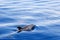 Dolphin on ocean surface