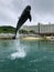 Dolphin in a park, enjoying entertainment