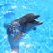 Dolphin Picture