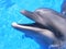 Dolphin Picture - Beautiful Dolphins Stock Photos