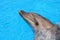 Dolphin Picture - Stock Photos Images