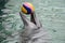 Dolphin playing with ball