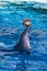 Dolphin playing with a ball